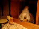 These chicks were hatched Oct. 28, 2007.