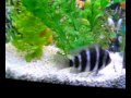 Aquarium