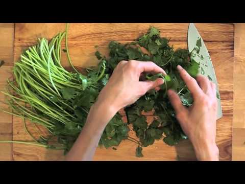 how to harvest cilantro