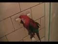 Mugzy the Greenwing in Shower