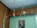 my books and birds