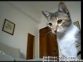 Kitten playing with a string Kitten playing with a string