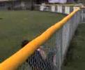 runs straight into fence