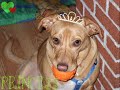 Remembering Taffy