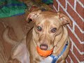 Remembering Taffy