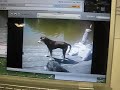 Video of a video of Cosmo no like Jet Skis Video of a video of Cosmo no like Jet Skis
