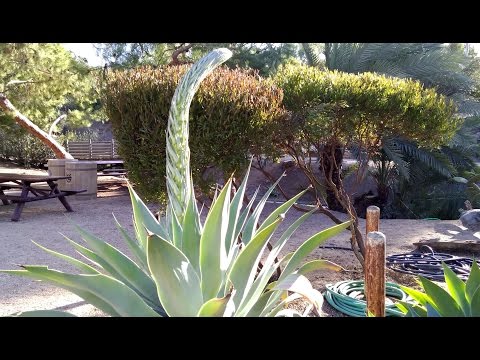 how to replant agave attenuata