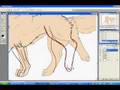 How I Animate