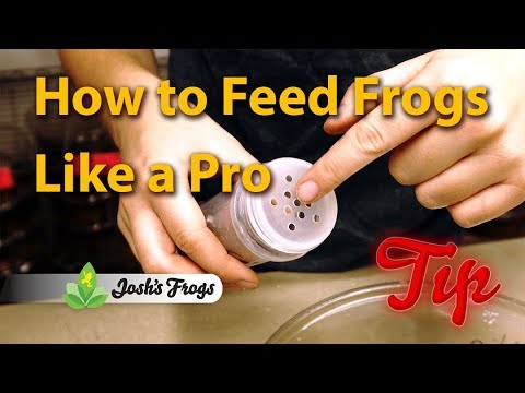 YouTube reptile video