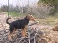 Airedale terriers on the woodpile Airedale terriers on the woodpile
