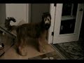 Bonaparte - 7 Months Old