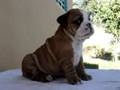 Tucky Renoir
