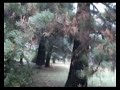 Kardjali v parka Kardjali v parka