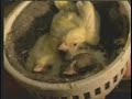 Pet Vet Bob's Singing Canaries - 8 on the Road Feature
