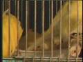Pet Vet Bob's Singing Canaries - 8 on the Road Feature