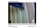 Bajar videos de YouTube