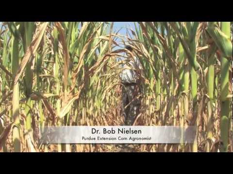 how to fertilize field corn