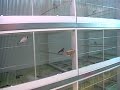 Darrrrek - Breeding Carduelis carduelis 1