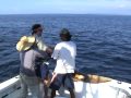 Blue Marlin on The Hannibal Bank Coiba Panama