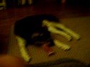 dog,,