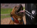 Death Row Dogs UK