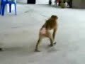 monyet kena denda monyet kena denda