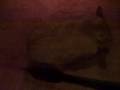 videos de Wombat's hairy balls