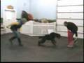 Boyero de Flandes video