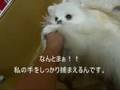 犬の母性　ポメラニアン
