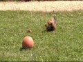 Dachshund Puppy Troy