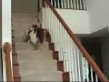 Dog Walks Backwards Up Stairs