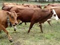 les vaches partent en souille les vaches partent en souille
