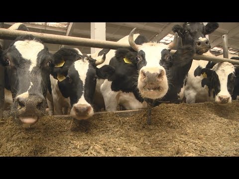 На Гомельщине часть кормов заготавливается с нарушением технологических требований видео
