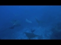 Eagle Rays in Kandooma Thila Maldives Oct09
