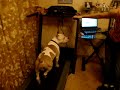 беговая дорожка 2