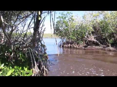 Airboat Tour - Everglades National Park - Mangroves Florida Miami