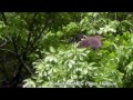Click here to watch this video Annular Solar Eclipse and the Wild Japanese Macaques 金環日食とニホンザル