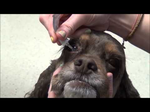 how to administer eye drops