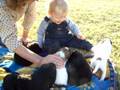 Playing with puppies