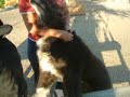 EROS (II). En Adopci�n. (www.arcadenoe.org)