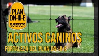 Activos caninos: Una fortaleza del Plan DN-III-E