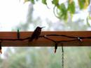 Hummingbird Taking Shelter Hummingbird Taking Shelter