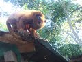 Howler monkeys Howler monkeys