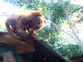 Howler monkeys