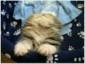 felinos