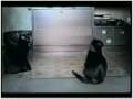 felinos