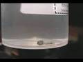 Bot Fly Larvae Hosting Fred Revenge Of The Host