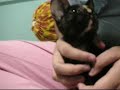 Hey there Tortie Girl Hey there Tortie Girl