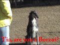 Borzoi