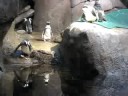 penquins